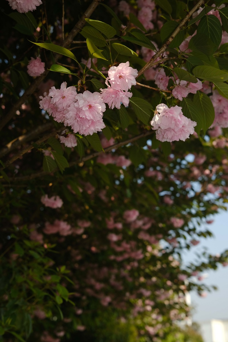 學(xué)校的櫻花開了，你，不來看看嗎？